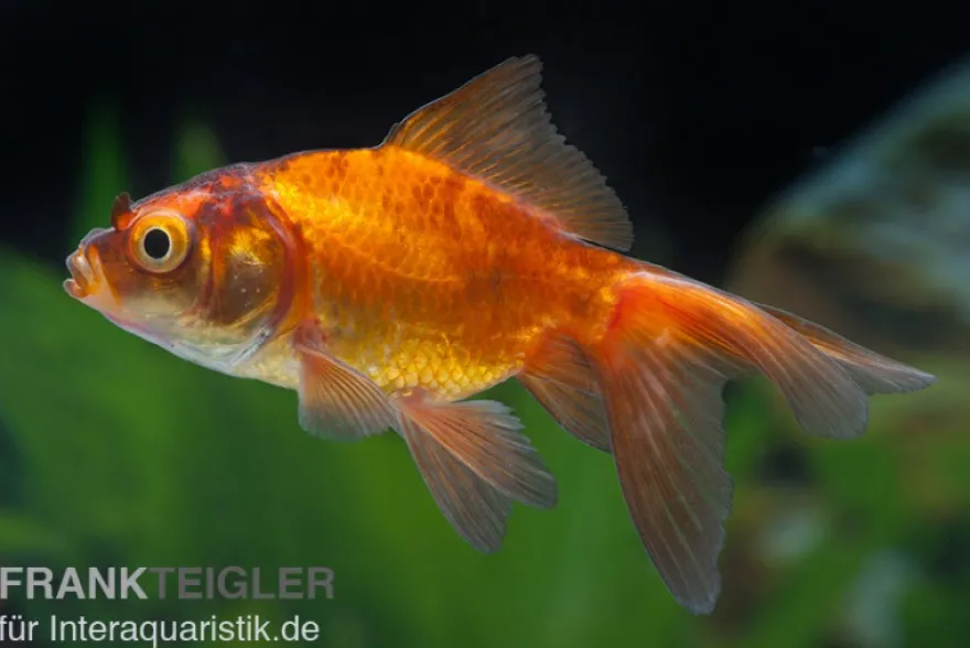 Schleierschwanz rot-schwarz, Carassius auratus, 5-8 cm (Kaltwasser)