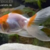 Schleierschwanz rot-weiß XL, Carassius auratus