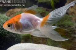 Schleierschwanz rot-weiß XL, Carassius auratus