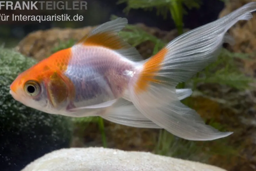 Schleierschwanz rot-weiß XL, Carassius auratus