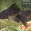 Schleierschwanz Schwarz, Carassius auratus (Kaltwasser), 8-10 cm
