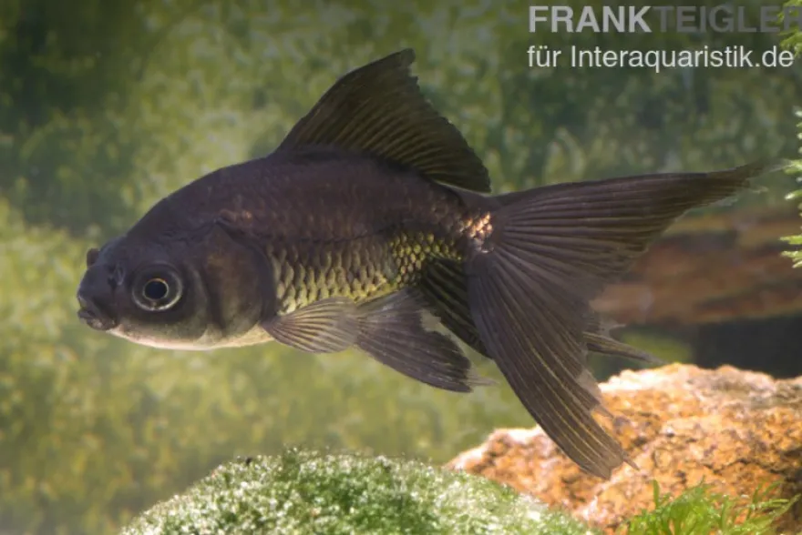 Schleierschwanz Schwarz, Carassius auratus (Kaltwasser), 8-10 cm
