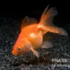 Schleierschwanz XL rot, Carassius auratus