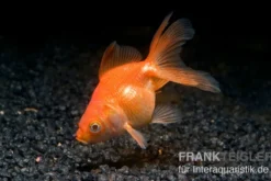 Schleierschwanz XL rot, Carassius auratus