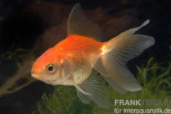 Schleierschwanz XL rot, Carassius auratus