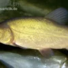 Schleie, Tinca tinca, 7-10 cm (Grünschleihe)