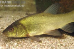 Schleie, Tinca tinca, 7-10 cm (Grünschleihe)