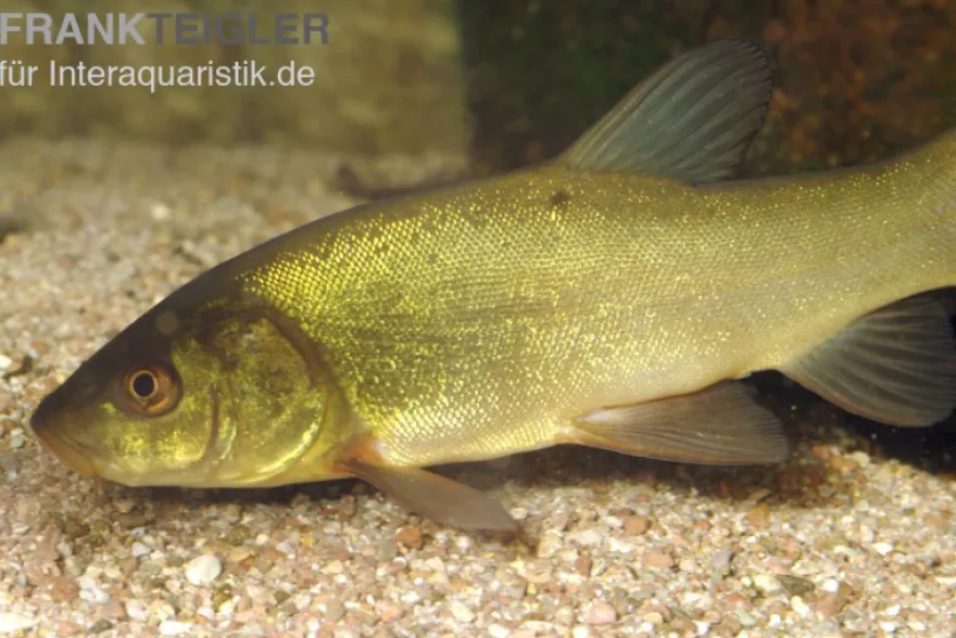 Schleie, Tinca tinca, 7-10 cm (Grünschleihe)
