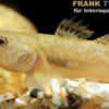 Schleimhaut-Grundel, Mugilogobius myxodermus, 3-5 cm