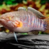 Schläfergrundel, Mogurnda cingulata