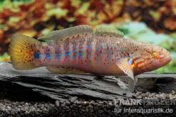 Schläfergrundel, Mogurnda cingulata