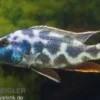Schläfer, Nimbochromis livingstoni, DNZ