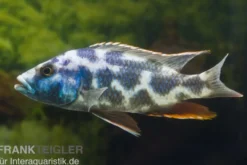 Schläfer, Nimbochromis livingstoni, DNZ