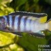 Schmalbarsch, Pseudotropheus elongatus, NZ, 5-6 cm