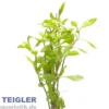Schmalblättrige Papageienblatt Alternanthera reineckii "Bronze", Bund