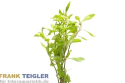 Schmalblättrige Papageienblatt Alternanthera reineckii "Bronze", Bund