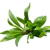 Schmalblättriger Wasserfreund, Hygrophila salicifolia, im Topf