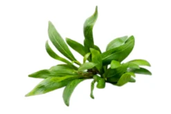Schmalblättriger Wasserfreund, Hygrophila salicifolia, im Topf