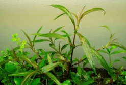 Schmalblättriger Wasserfreund, Hygrophila salicifolia, im Topf