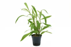 Schmalblättriger Wasserfreund, Hygrophila salicifolia, im Topf