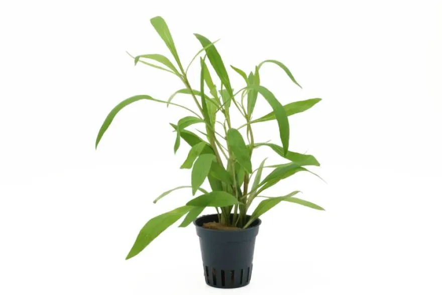 Schmalblättriger Wasserfreund, Hygrophila salicifolia, im Topf