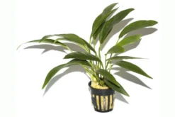 Schmalblättriges Speerblatt, Anubias barteri angustifolia, im Topf