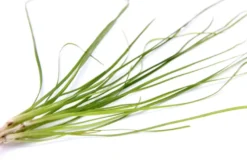 Schmalblättrige Vallisnerie, Vallisneria nana, im Topf