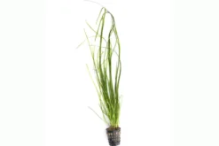 Schmalblättrige Vallisnerie, Vallisneria nana, im Topf