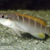 Schmalkopf-Hechtbuntbarsch, Crenicichla compressiceps, 4-6 cm