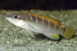 Schmalkopf-Hechtbuntbarsch, Crenicichla compressiceps, 4-6 cm