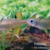 Schmetterling-Regenbogenfisch, Pseudomugil signifer