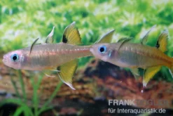 Schmetterling-Regenbogenfisch, Pseudomugil signifer