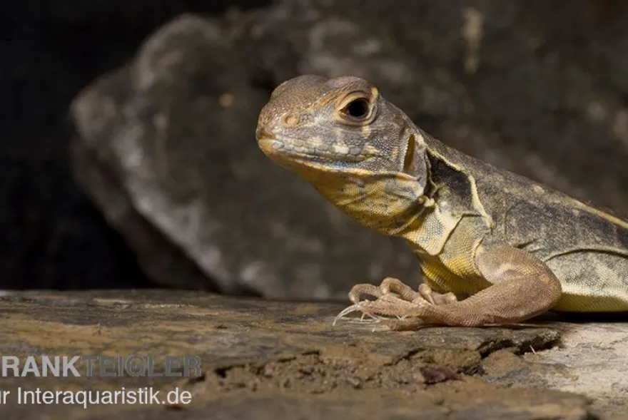 Schmetterlingsagame, Leiolepis belliana