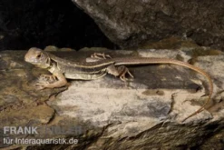 Schmetterlingsagame, Leiolepis belliana