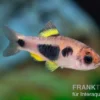 Schmetterlingsbarbe, Barbus hulstaerti (Minifisch)