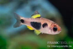 Schmetterlingsbarbe, Barbus hulstaerti (Minifisch)