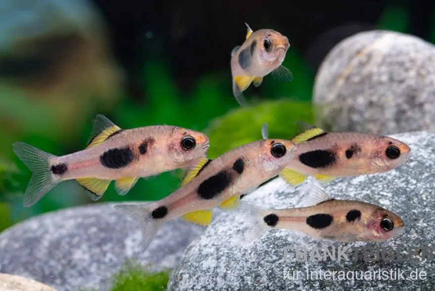 Schmetterlingsbarbe, Barbus hulstaerti (Minifisch)