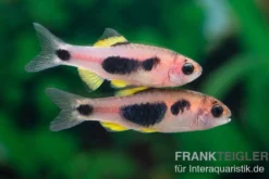 Schmetterlingsbarbe, Barbus hulstaerti (Minifisch)