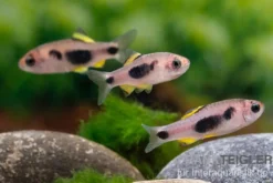 Schmetterlingsbarbe, Barbus hulstaerti (Minifisch)