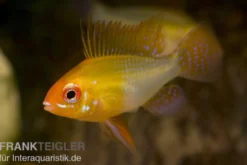 Schmetterlingsbuntbarsch gold, Mikrogeophagus ramirezi gold, DNZ