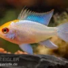 Schmetterlingsbuntbarsch Neonblau Goldkopf, Mikrogeophagus ramirezi