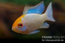 Schmetterlingsbuntbarsch Neonblau Goldkopf, Mikrogeophagus ramirezi
