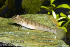 Schmetterlingsgrundel, Awaous flavus