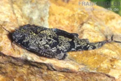 Schmetterlingswels, Hara hara, 3-4 cm