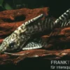 Schmuckflossen-Fiederbartwels, Synodontis eupterus