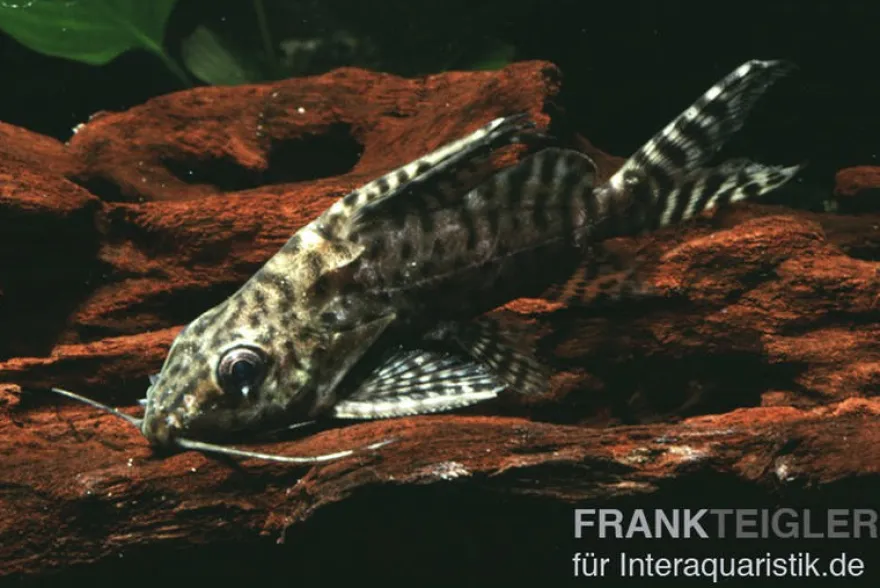 Schmuckflossen-Fiederbartwels, Synodontis eupterus