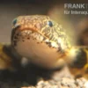 Schmuck-Flösselhecht, Polypterus ornatipinnis, NZ