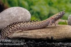 Schmuck-Flösselhecht, Polypterus ornatipinnis, NZ