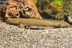 Schmuck-Flösselhecht, Polypterus ornatipinnis, NZ