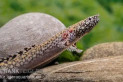 Schmuck-Flösselhecht, Polypterus ornatipinnis, NZ